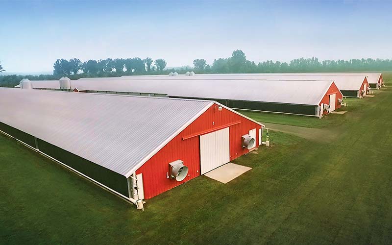 How Much Does It Cost To Build A Broiler Chicken House