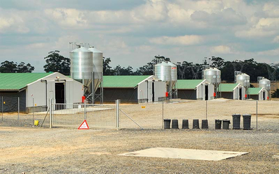 Hangars for Chickens Steel Frame Structure Design Poultry Prefab Chicken Cow Farm Building Sheds Poultry House 